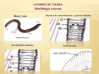 LOMBRIZ DE TIERRA
Morfología externa
Boca y ano Abertura de vasos deferentes y par de oviductos
Receptáculos seminales Poros dorsales
 