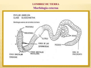 LOMBRIZ DE TIERRA
Morfología externa
 
