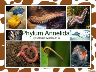 Phylum Annelida
By: Arnaiz, Martin Jr. A
 