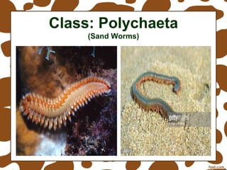 Phylum Annelida - Class Polychaeta, Class Oligochaeta, Class Hirudinea ...