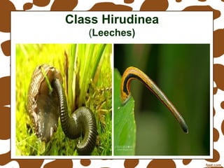 Phylum Annelida - Class Polychaeta, Class Oligochaeta, Class Hirudinea ...