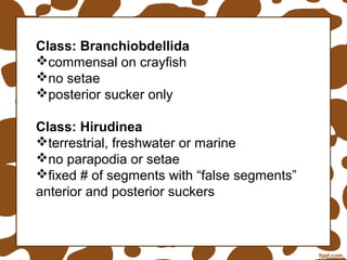Phylum Annelida Class Hirudinea Suckers