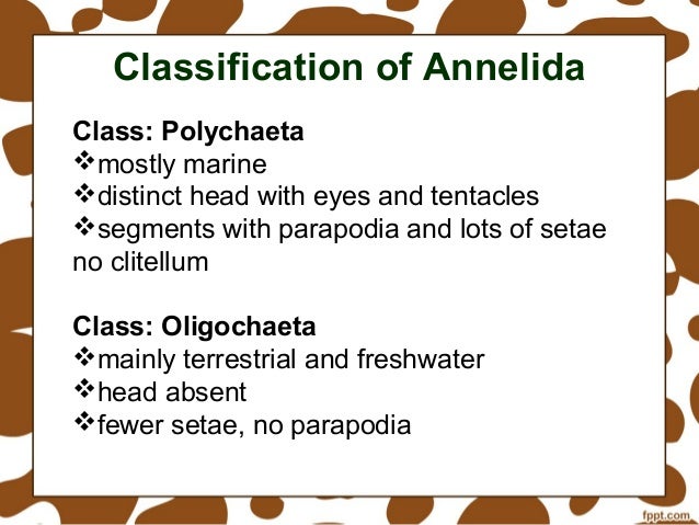 Annelida Classification Chart