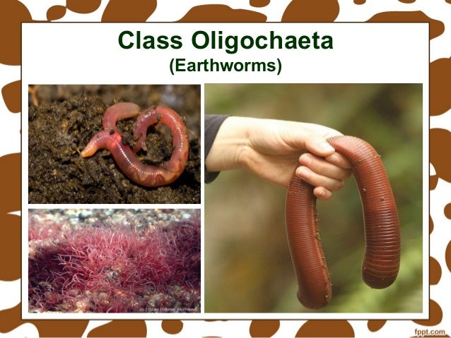 Phylum Annelida Class Oligochaeta – LJNN