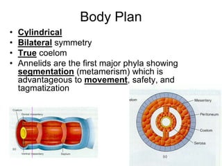 Metameric Body Phylum_Annelida_2014111111111111111111111.ppt