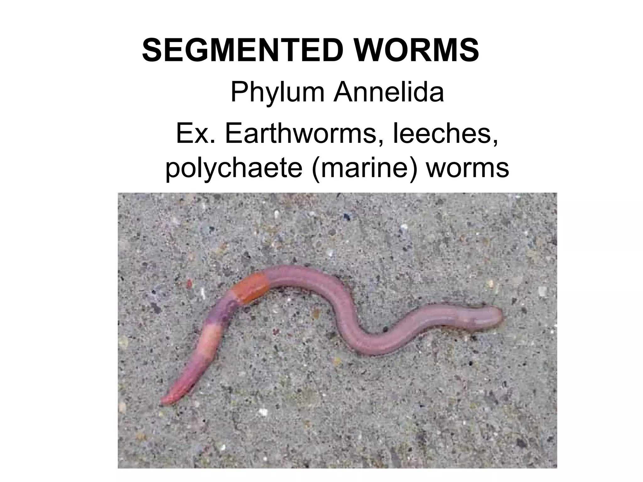 SEGMENTED WORMS
Phylum Annelida
Ex. Earthworms, leeches,
polychaete (marine) worms