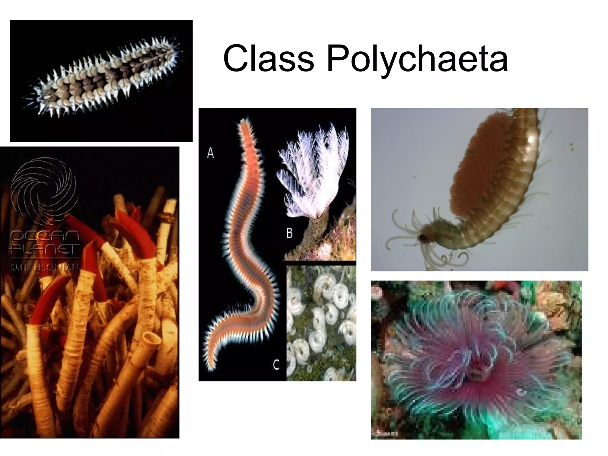 Class Polychaeta