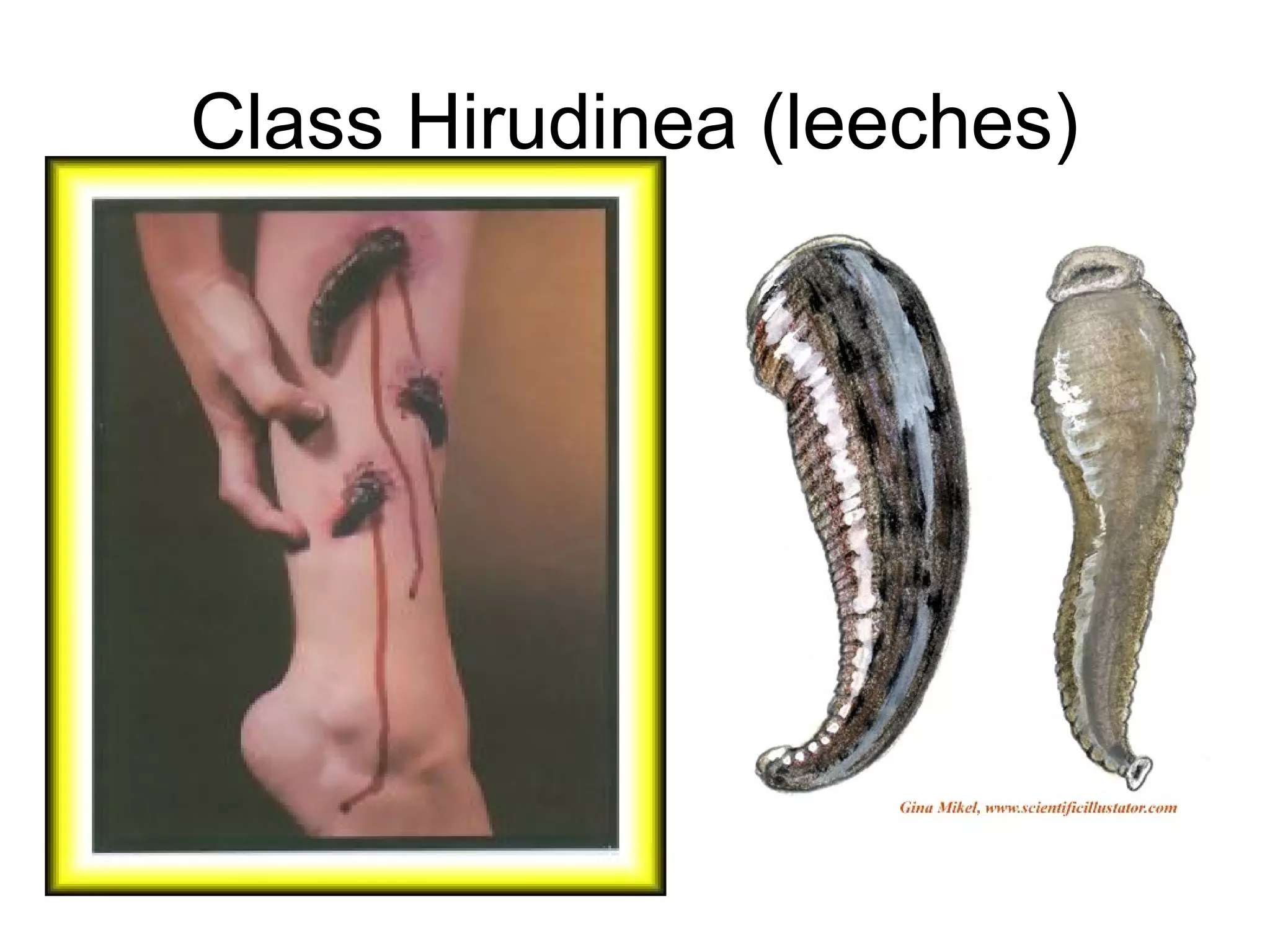 Class Hirudinea (leeches)