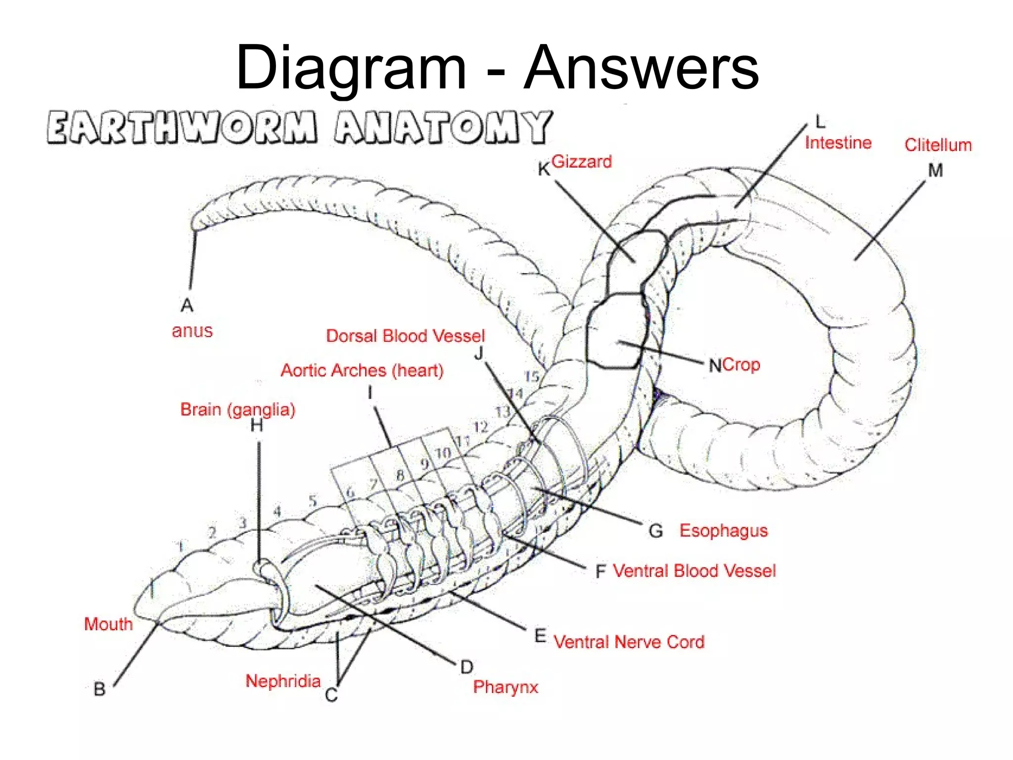 Diagram - Answers