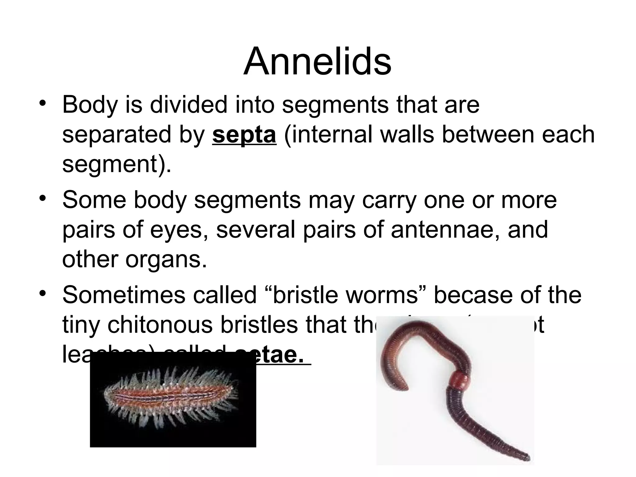 Annelids
• Body is divided into segments that are
separated by septa (internal walls between each
segment).
• Some body segments may carry one or more
pairs of eyes, several pairs of antennae, and
other organs.
• Sometimes called “bristle worms” becase of the
tiny chitonous bristles that they bear (except
leaches) called setae.