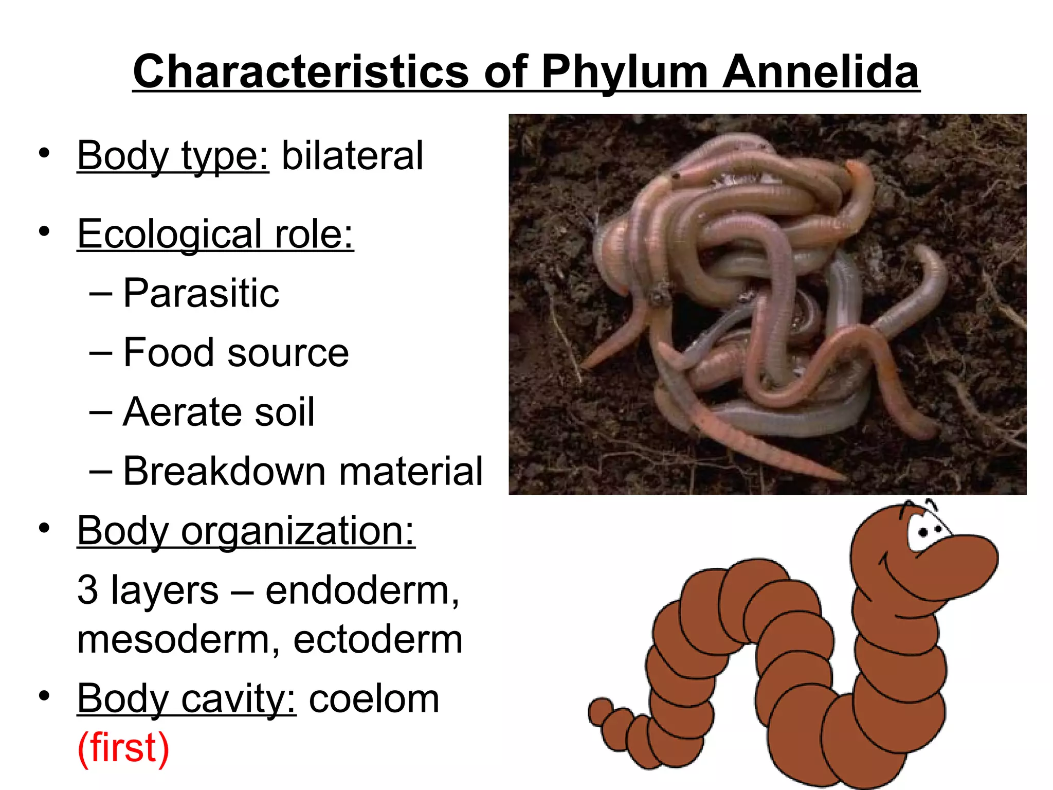 Characteristics of Phylum Annelida
• Body type: bilateral
• Ecological role:
– Parasitic
– Food source
– Aerate soil
– Breakdown material
• Body organization:
3 layers – endoderm,
mesoderm, ectoderm
• Body cavity: coelom
(first)