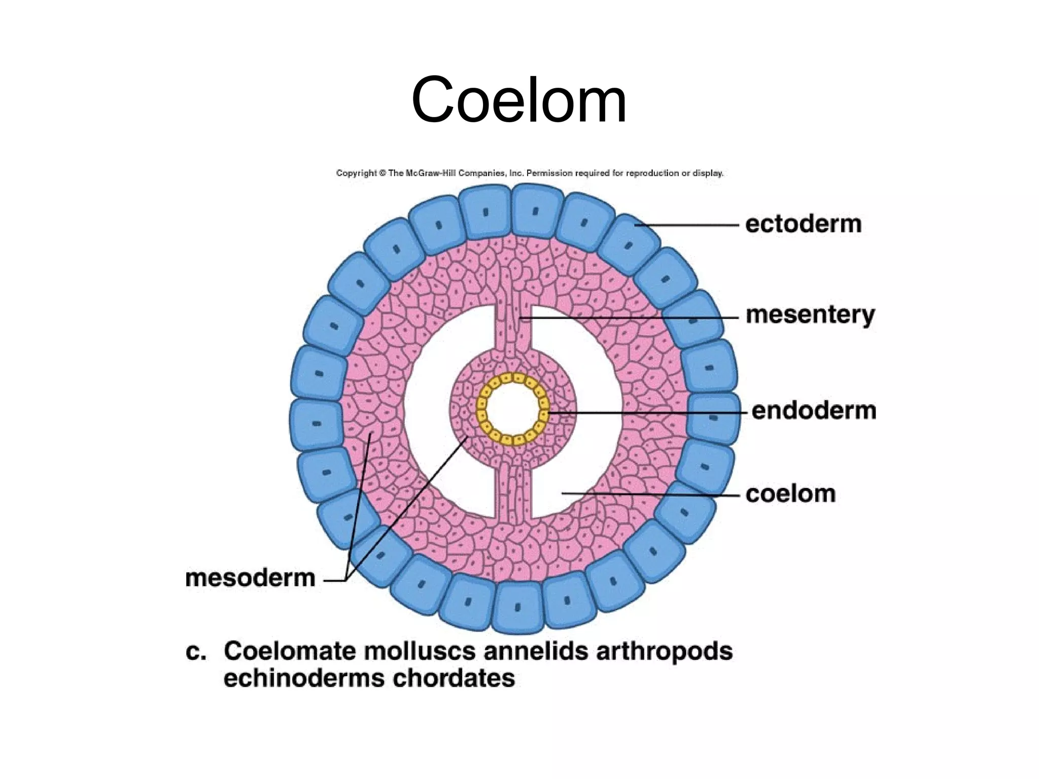 Coelom