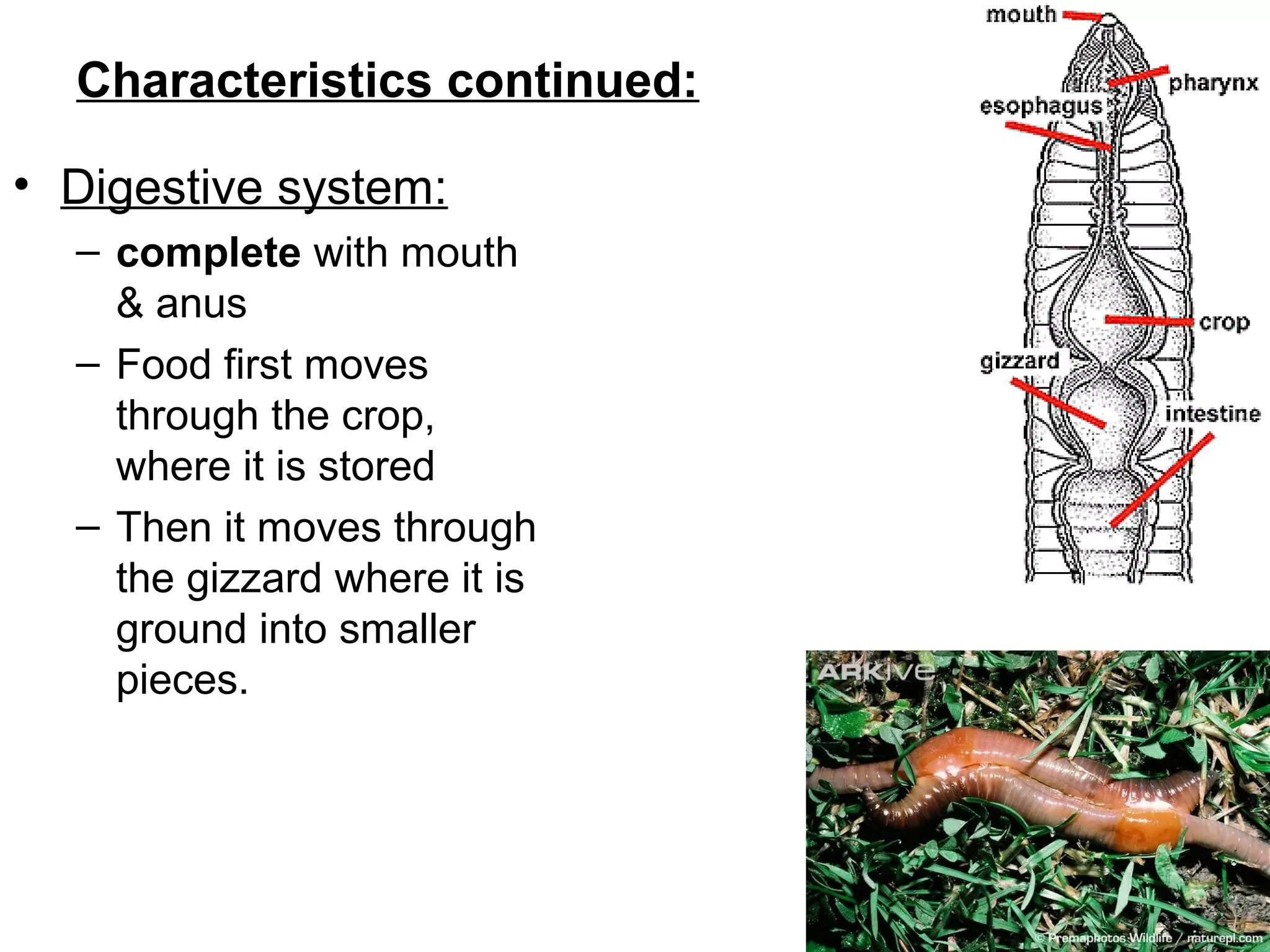 Characteristics continued:
• Digestive system:
– complete with mouth
& anus
– Food first moves
through the crop,
where it is stored
– Then it moves through
the gizzard where it is
ground into smaller
pieces.