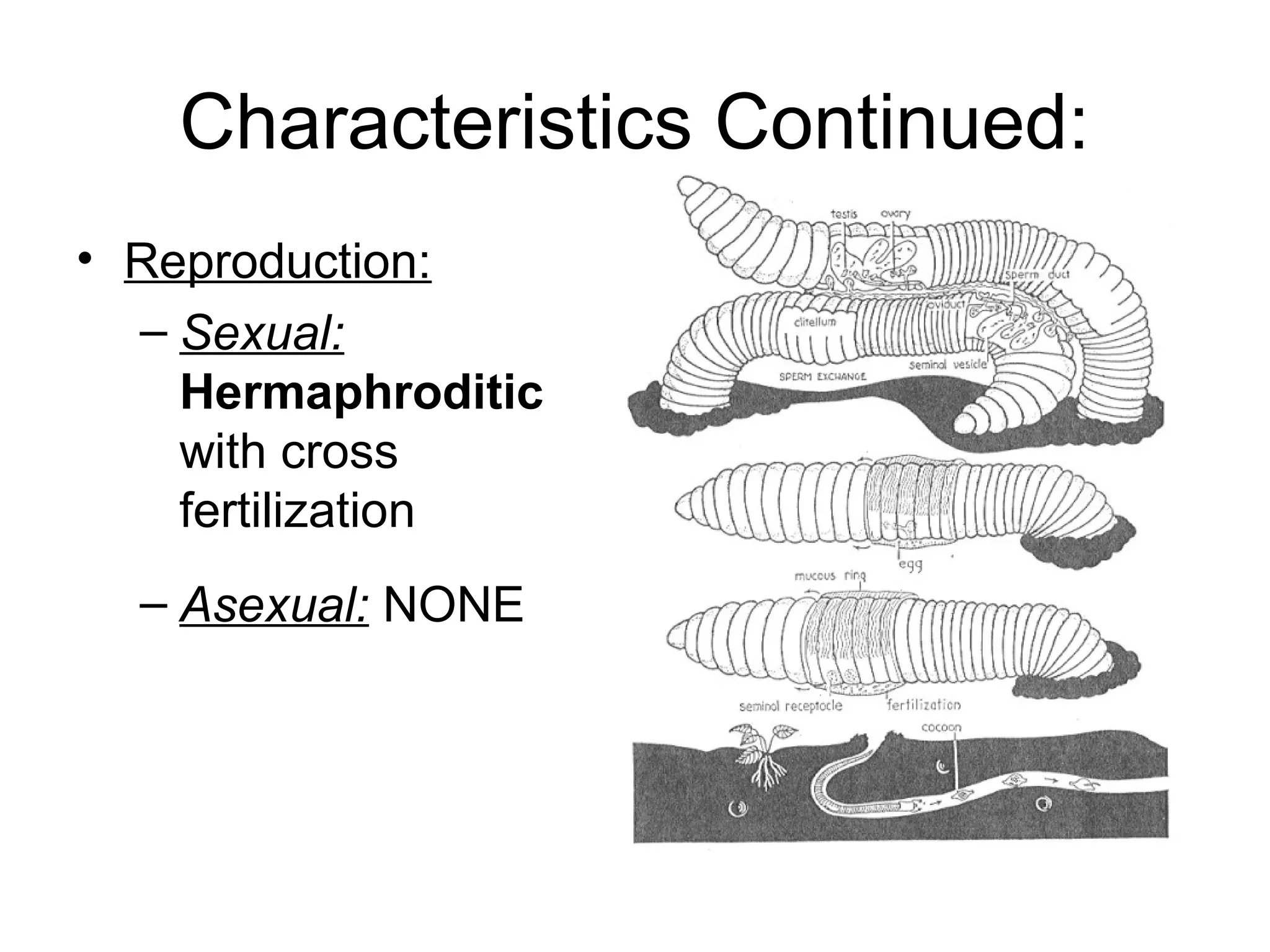 Characteristics Continued:
• Reproduction:
– Sexual:
Hermaphroditic
with cross
fertilization
– Asexual: NONE