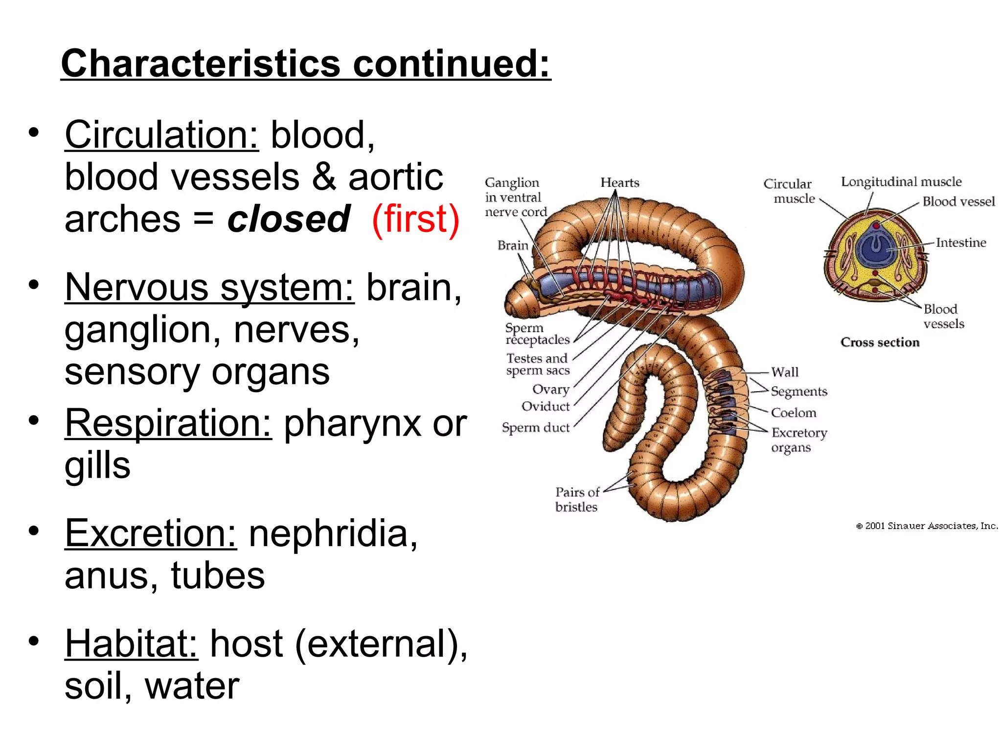 Characteristics continued:
• Circulation: blood,
blood vessels & aortic
arches = closed (first)
• Nervous system: brain,
ganglion, nerves,
sensory organs
• Respiration: pharynx or
gills
• Excretion: nephridia,
anus, tubes
• Habitat: host (external),
soil, water