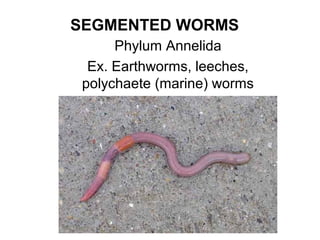 SEGMENTED WORMS
Phylum Annelida
Ex. Earthworms, leeches,
polychaete (marine) worms
 
