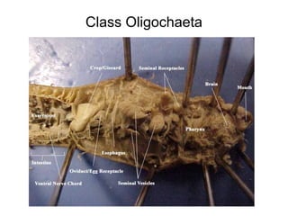 Class Oligochaeta
 
