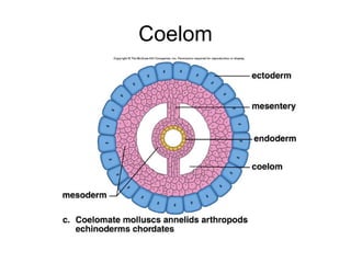 Coelom
 