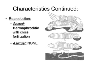 Characteristics Continued:
• Reproduction:
– Sexual:
Hermaphroditic
with cross
fertilization
– Asexual: NONE
 