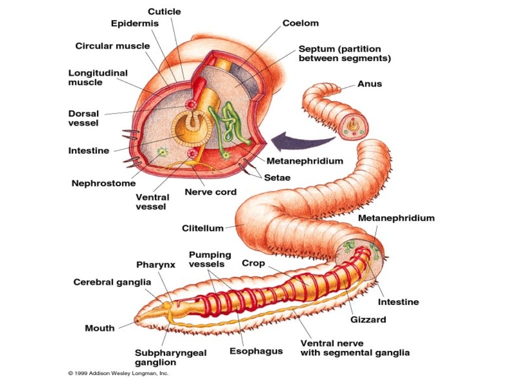 Phylum annelida 2016