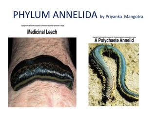 PHYLUM ANNELIDA by Priyanka Mangotra

 