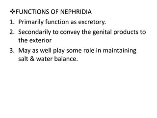 FUNCTIONS OF NEPHRIDIA
1. Primarily function as excretory.
2. Secondarily to convey the genital products to
the exterior
3. May as well play some role in maintaining
salt & water balance.

 