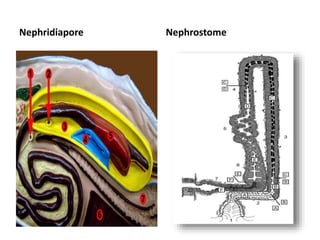 Nephridiapore

Nephrostome

 