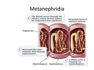 Metanephridia

 