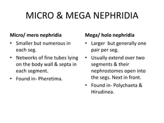 MICRO & MEGA NEPHRIDIA
Micro/ mero nephridia
• Smaller but numerous in
each seg.
• Networks of fine tubes lying
on the body wall & septa in
each segment.
• Found in- Pheretima.

Mega/ holo nephridia
• Larger but generally one
pair per seg.
• Usually extend over two
segments & their
nephrostomes open into
the segs. Next in front.
• Found in- Polychaeta &
Hirudinea.

 