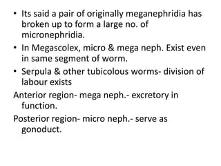 • Its said a pair of originally meganephridia has
broken up to form a large no. of
micronephridia.
• In Megascolex, micro & mega neph. Exist even
in same segment of worm.
• Serpula & other tubicolous worms- division of
labour exists
Anterior region- mega neph.- excretory in
function.
Posterior region- micro neph.- serve as
gonoduct.

 