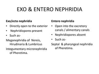 EXO & ENTERO NEPHRIDIA
Exo/ecto nephridia
• Directly open to the exterior
• Nephridiopores present
• Such asMeganephridia of Nereis,
Hirudinaria & Lumbricus
Integumentary micronephridia
of Pheretima.

Entero nephridia
• Open into the excretory
canals / alimentary canals
• Nephridiopores absent
• Such asSeptal & pharyngeal nephridia
of Pheretima.

 