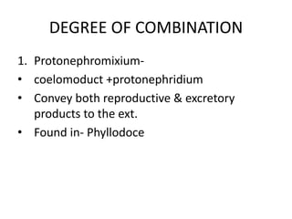 DEGREE OF COMBINATION
1. Protonephromixium• coelomoduct +protonephridium
• Convey both reproductive & excretory
products to the ext.
• Found in- Phyllodoce

 