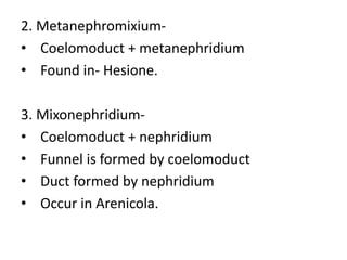 2. Metanephromixium• Coelomoduct + metanephridium
• Found in- Hesione.
3. Mixonephridium• Coelomoduct + nephridium
• Funnel is formed by coelomoduct
• Duct formed by nephridium
• Occur in Arenicola.

 