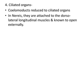4. Ciliated organs• Coelomoducts reduced to ciliated organs
• In Nereis, they are attached to the dorsolateral longitudinal muscles & known to open
externally.

 