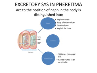 EXCRETORY SYS IN PHERETIMA
acc to the position of neph In the body is
distinguished into:
• Nephrostome
• Body of nephridium
• Terminal duct
• Nephridial duct

SEPTAL

PHARYNGEAL

INTEGUMENTARORY

• 10 times the usual
no.
• Called FORESTS of
nephridia.

 