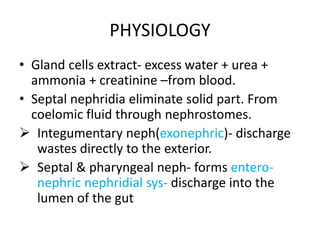PHYSIOLOGY
• Gland cells extract- excess water + urea +
ammonia + creatinine –from blood.
• Septal nephridia eliminate solid part. From
coelomic fluid through nephrostomes.
 Integumentary neph(exonephric)- discharge
wastes directly to the exterior.
 Septal & pharyngeal neph- forms enteronephric nephridial sys- discharge into the
lumen of the gut

 