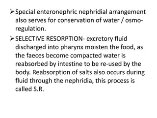 Special enteronephric nephridial arrangement
also serves for conservation of water / osmoregulation.
SELECTIVE RESORPTION- excretory fluid
discharged into pharynx moisten the food, as
the faeces become compacted water is
reabsorbed by intestine to be re-used by the
body. Reabsorption of salts also occurs during
fluid through the nephridia, this process is
called S.R.

 