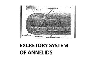 EXCRETORY SYSTEM
OF ANNELIDS

 