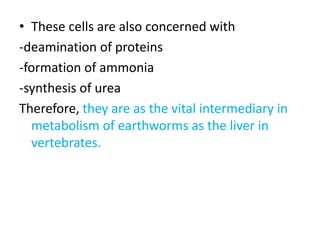 • These cells are also concerned with
-deamination of proteins
-formation of ammonia
-synthesis of urea
Therefore, they are as the vital intermediary in
metabolism of earthworms as the liver in
vertebrates.

 