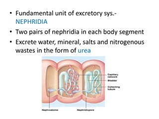 • Fundamental unit of excretory sys.NEPHRIDIA
• Two pairs of nephridia in each body segment
• Excrete water, mineral, salts and nitrogenous
wastes in the form of urea

 