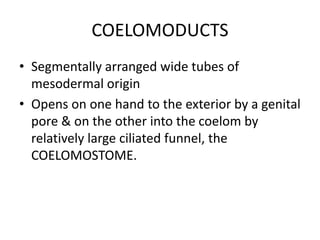 COELOMODUCTS
• Segmentally arranged wide tubes of
mesodermal origin
• Opens on one hand to the exterior by a genital
pore & on the other into the coelom by
relatively large ciliated funnel, the
COELOMOSTOME.

 