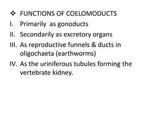 
I.
II.
III.

FUNCTIONS OF COELOMODUCTS
Primarily as gonoducts
Secondarily as excretory organs
As reproductive funnels & ducts in
oligochaeta (earthworms)
IV. As the uriniferous tubules forming the
vertebrate kidney.

 