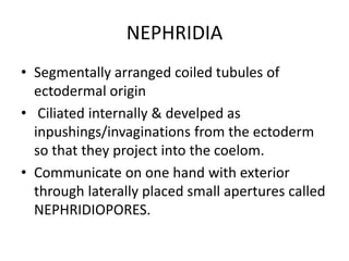 NEPHRIDIA
• Segmentally arranged coiled tubules of
ectodermal origin
• Ciliated internally & develped as
inpushings/invaginations from the ectoderm
so that they project into the coelom.
• Communicate on one hand with exterior
through laterally placed small apertures called
NEPHRIDIOPORES.

 