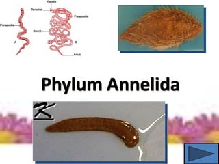 Phylum Annelida
 