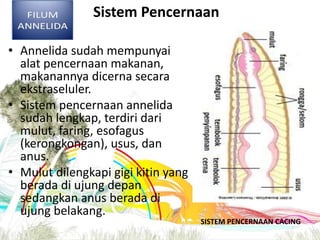 Sistem Pencernaan
• Annelida sudah mempunyai
alat pencernaan makanan,
makanannya dicerna secara
ekstraseluler.
• Sistem pencernaan annelida
sudah lengkap, terdiri dari
mulut, faring, esofagus
(kerongkongan), usus, dan
anus.
• Mulut dilengkapi gigi kitin yang
berada di ujung depan
sedangkan anus berada di
ujung belakang.
SISTEM PENCERNAAN CACING
 