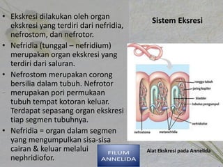 • Ekskresi dilakukan oleh organ
ekskresi yang terdiri dari nefridia,
nefrostom, dan nefrotor.
• Nefridia (tunggal – nefridium)
merupakan organ ekskresi yang
terdiri dari saluran.
• Nefrostom merupakan corong
bersilia dalam tubuh. Nefrotor
merupakan pori permukaan
tubuh tempat kotoran keluar.
Terdapat sepasang organ ekskresi
tiap segmen tubuhnya.
• Nefridia = organ dalam segmen
yang mengumpulkan sisa-sisa
cairan & keluar melalui
nephridiofor.
Alat Ekskresi pada Annelida
Sistem Eksresi
 