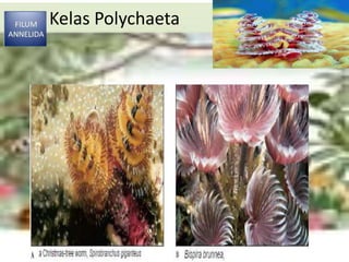 Kelas Polychaeta
 