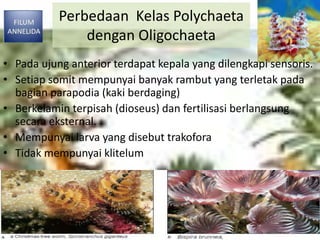 Perbedaan Kelas Polychaeta
dengan Oligochaeta
• Pada ujung anterior terdapat kepala yang dilengkapi sensoris.
• Setiap somit mempunyai banyak rambut yang terletak pada
bagian parapodia (kaki berdaging)
• Berkelamin terpisah (dioseus) dan fertilisasi berlangsung
secara eksternal.
• Mempunyai larva yang disebut trakofora
• Tidak mempunyai klitelum
 