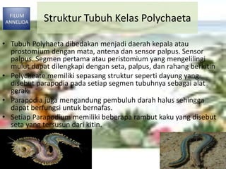 Struktur Tubuh Kelas Polychaeta
• Tubuh Polyhaeta dibedakan menjadi daerah kepala atau
prostomium dengan mata, antena dan sensor palpus. Sensor
palpus. Segmen pertama atau peristomium yang mengelilingi
mulut dapat dilengkapi dengan seta, palpus, dan rahang berkitin
• Polycheate memiliki sepasang struktur seperti dayung yang
disebut parapodia pada setiap segmen tubuhnya sebagai alat
gerak
• Parapodia juga mengandung pembuluh darah halus sehingga
dapat berfungsi untuk bernafas.
• Setiap Parapodium memiliki beberapa rambut kaku yang disebut
seta yang tersusun dari kitin.
 