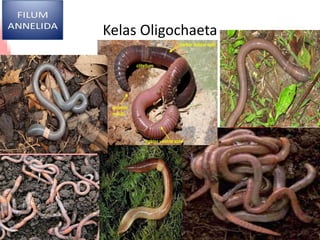 Kelas Oligochaeta
 